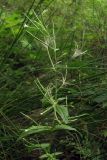 Epilobium pseudorubescens. Цветущее и плодоносящее растение. Горный Крым, окр. пос. Виноградный. 7 августа 2011 г.