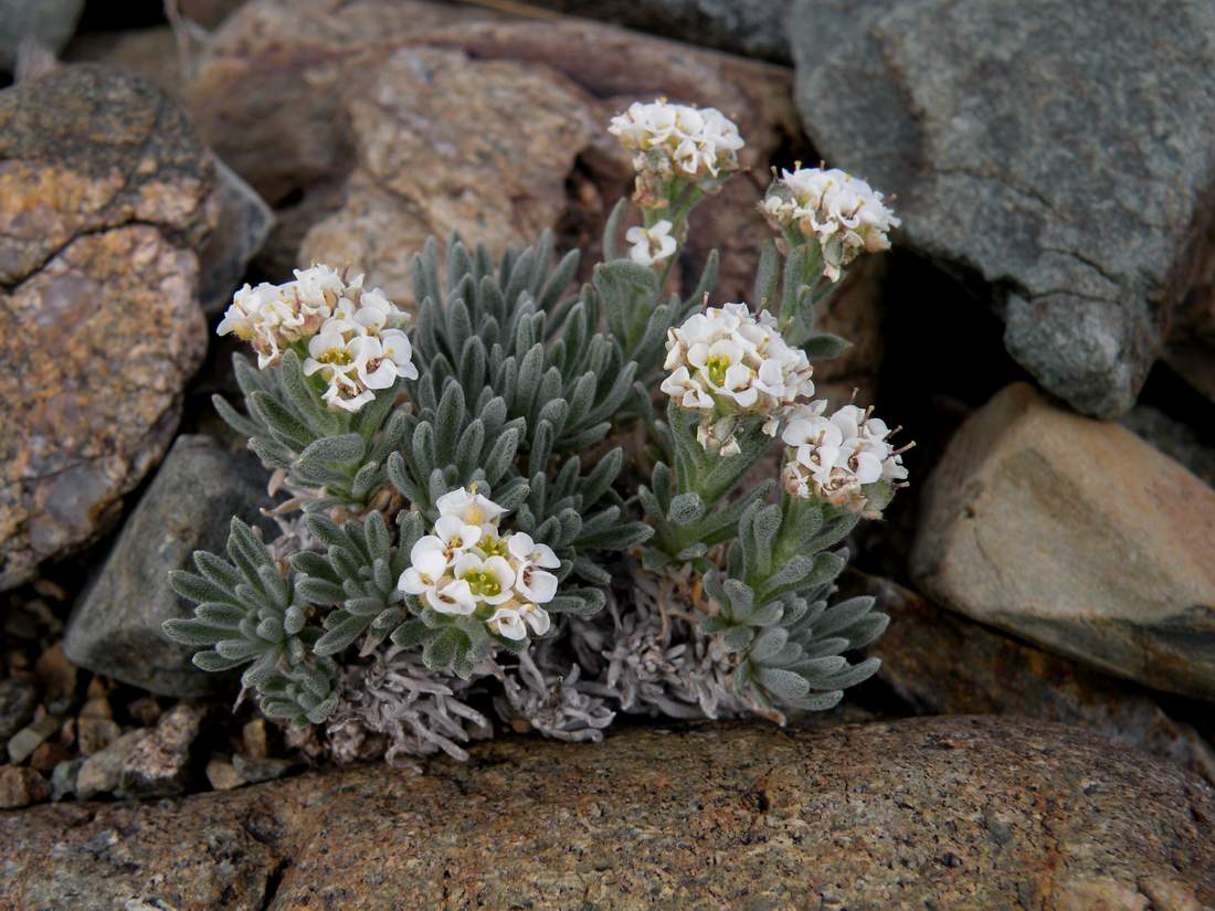 Image of Ptilotrichum canescens specimen.