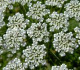 Daucus carota