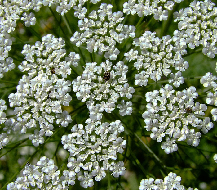 Изображение особи Daucus carota.