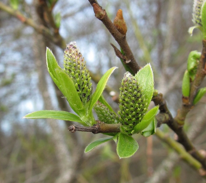 Image of Salix myrsinifolia specimen.