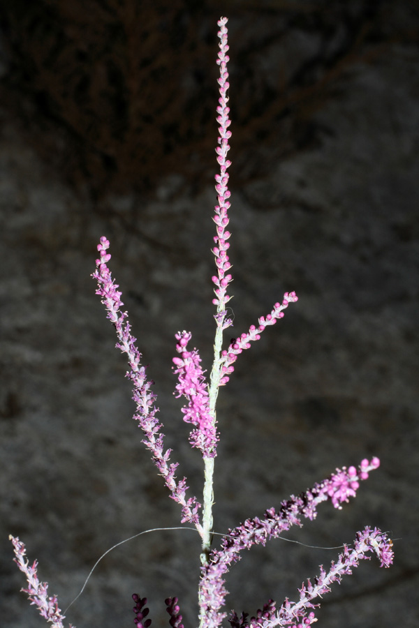 Image of Tamarix hispida specimen.