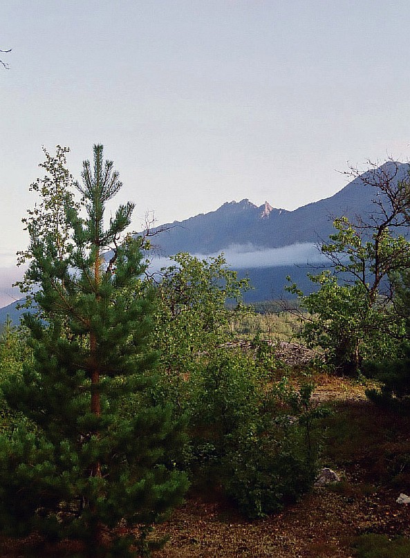 Изображение особи Pinus friesiana.