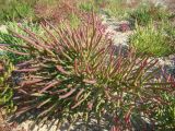 Salicornia borysthenica