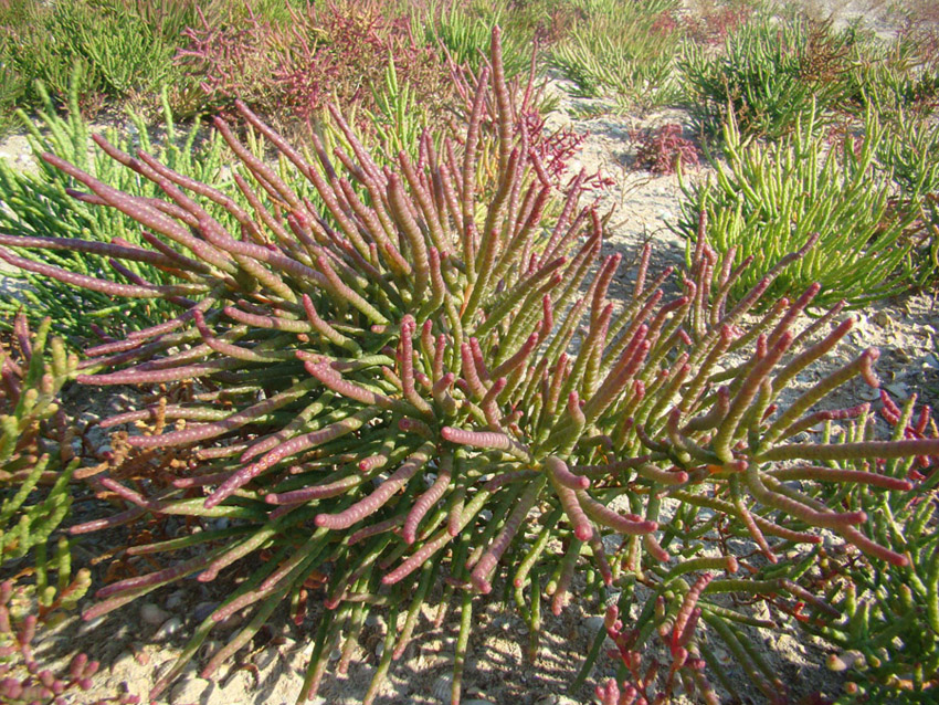 Изображение особи Salicornia borysthenica.