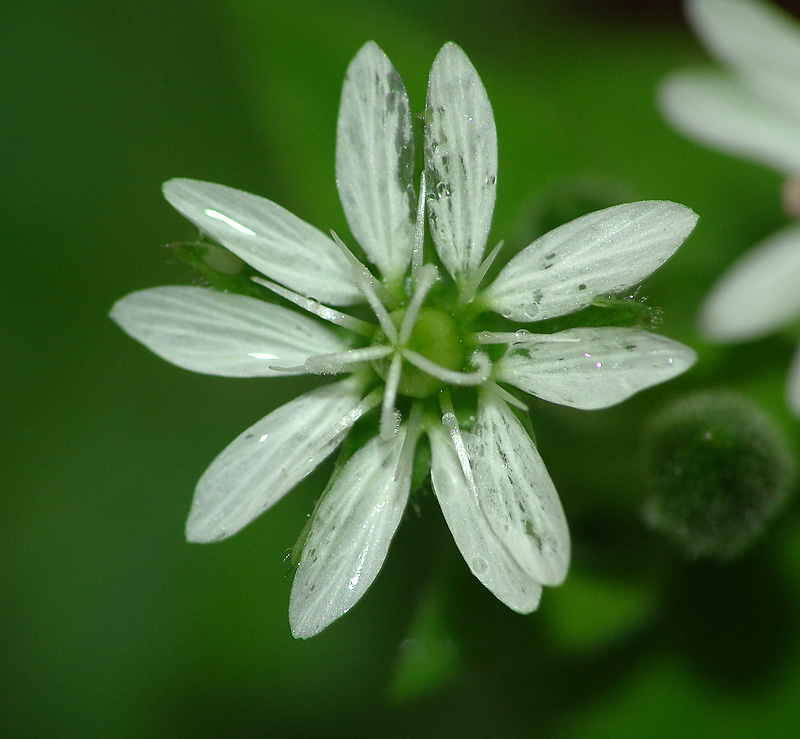 Изображение особи Myosoton aquaticum.