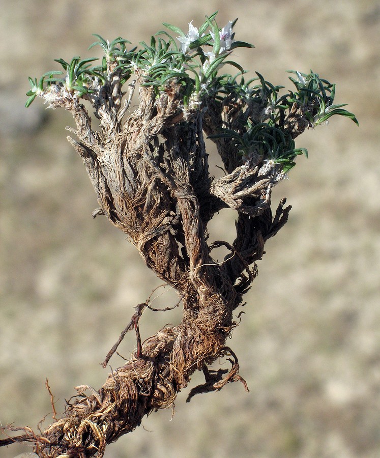 Изображение особи Polygonum pulvinatum.