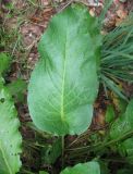 Rumex sylvestris