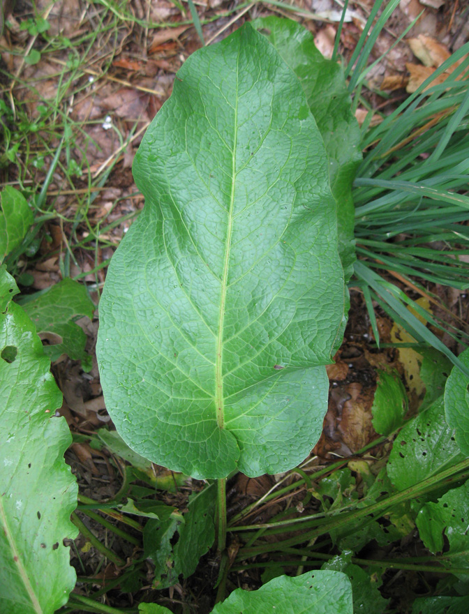 Изображение особи Rumex sylvestris.