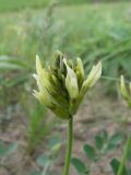 Astragalus calycinus