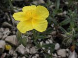 Helianthemum nummularium