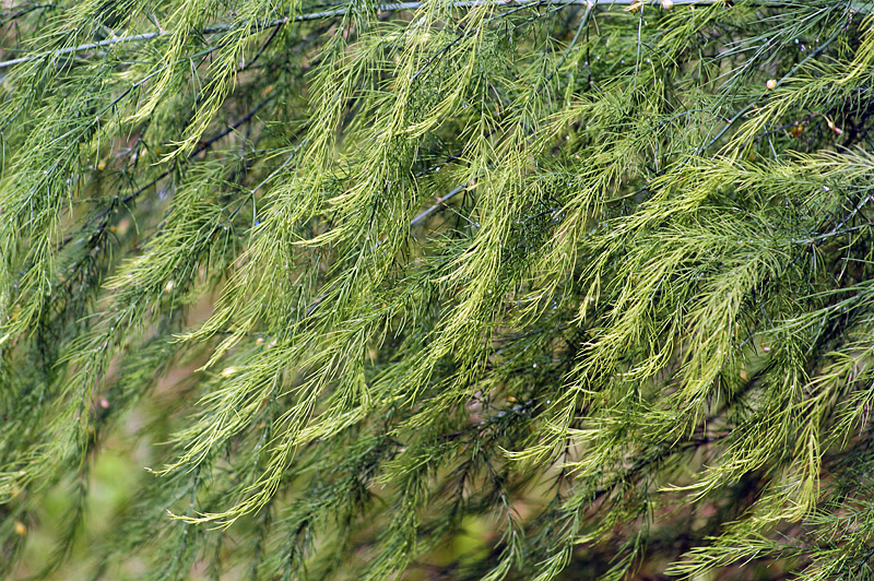 Image of Asparagus officinalis specimen.