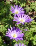 Anemone banketovii
