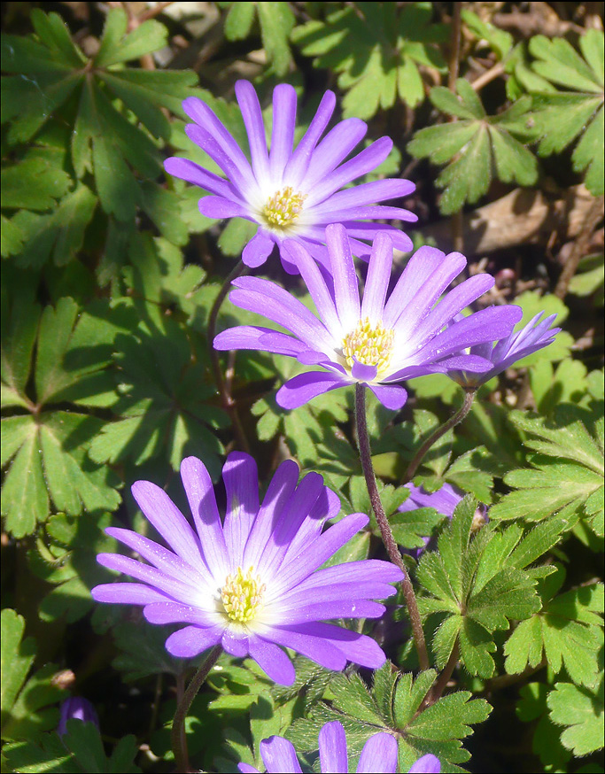 Изображение особи Anemone banketovii.