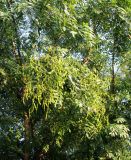 Styphnolobium japonicum. Плодоносящие деревья. Астрахань, сквер. 25.08.2009.
