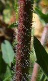 Crepis rhoeadifolia