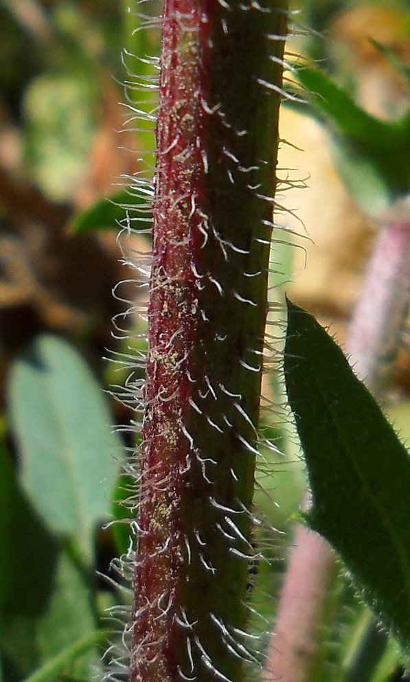 Image of Crepis rhoeadifolia specimen.