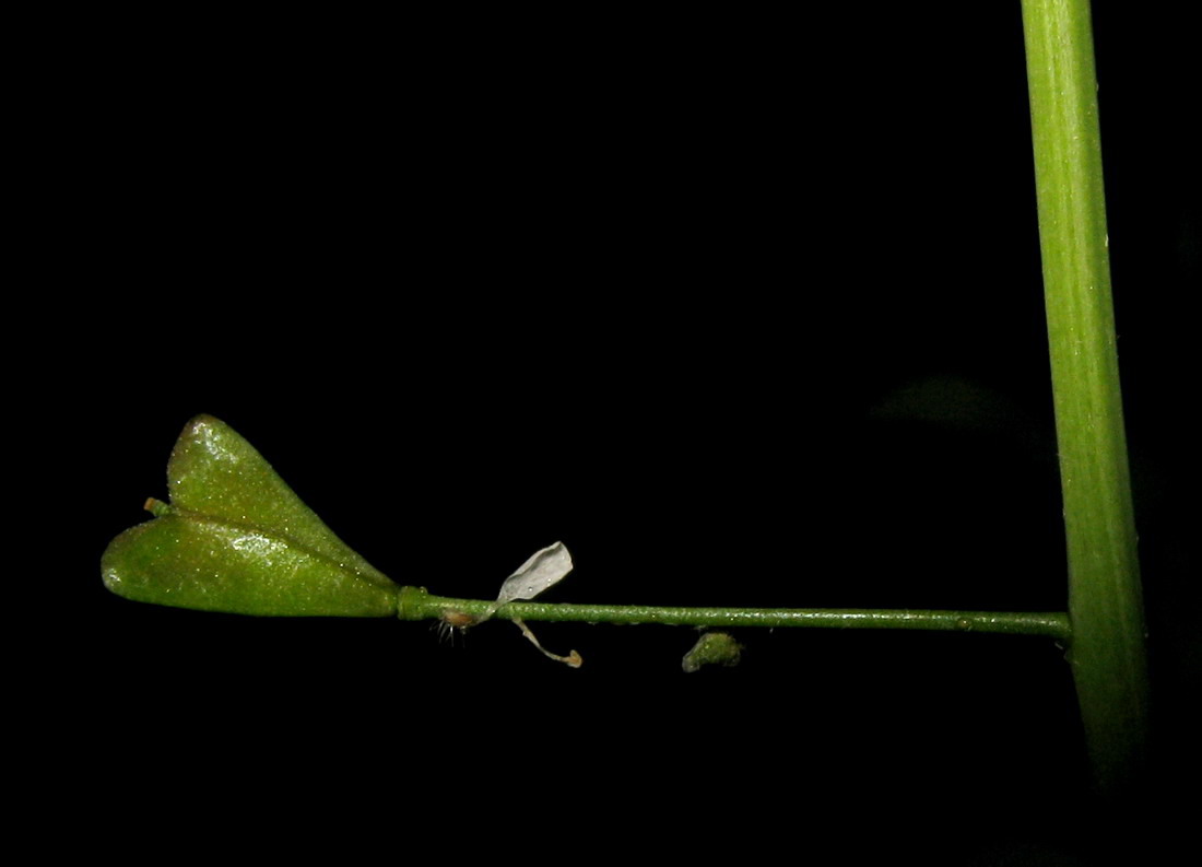 Image of Capsella bursa-pastoris specimen.