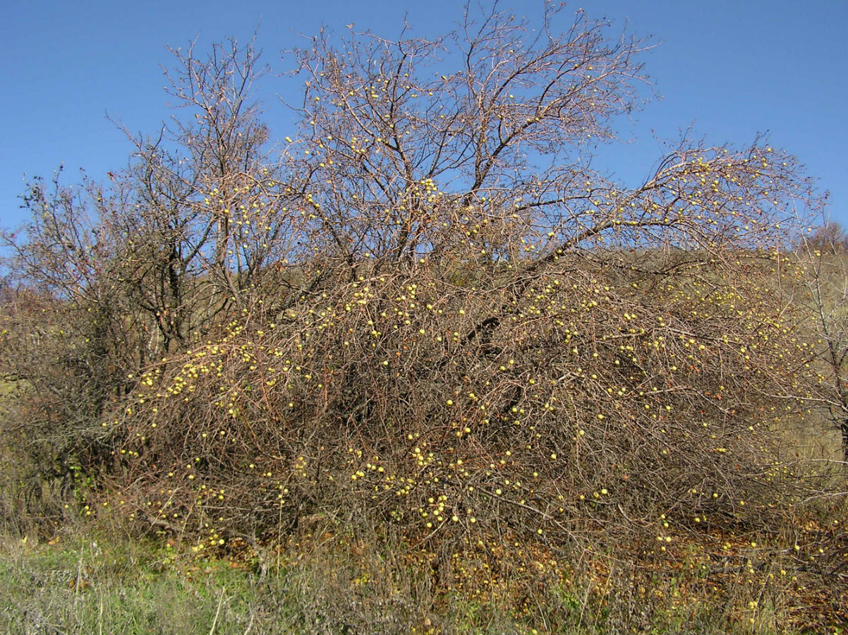 Изображение особи Malus praecox.