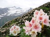 Rhododendron caucasicum