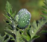 Papaver setiferum. Бутон. Московская обл., дачный участок. 27.05.2007.