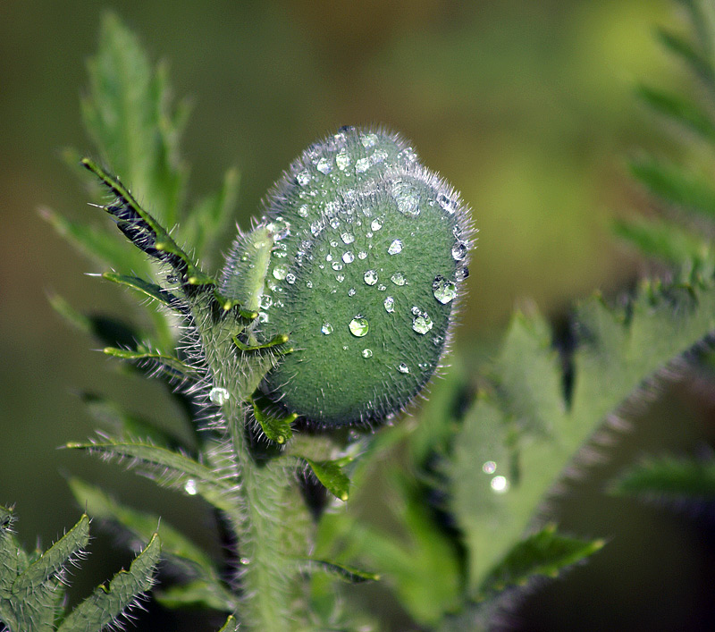 Image of Papaver setiferum specimen.