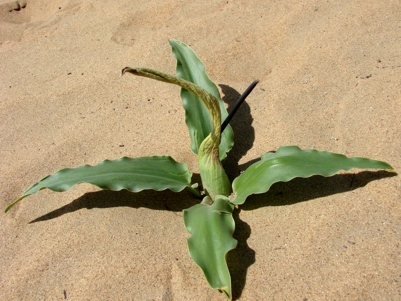 Image of Eminium lehmannii specimen.