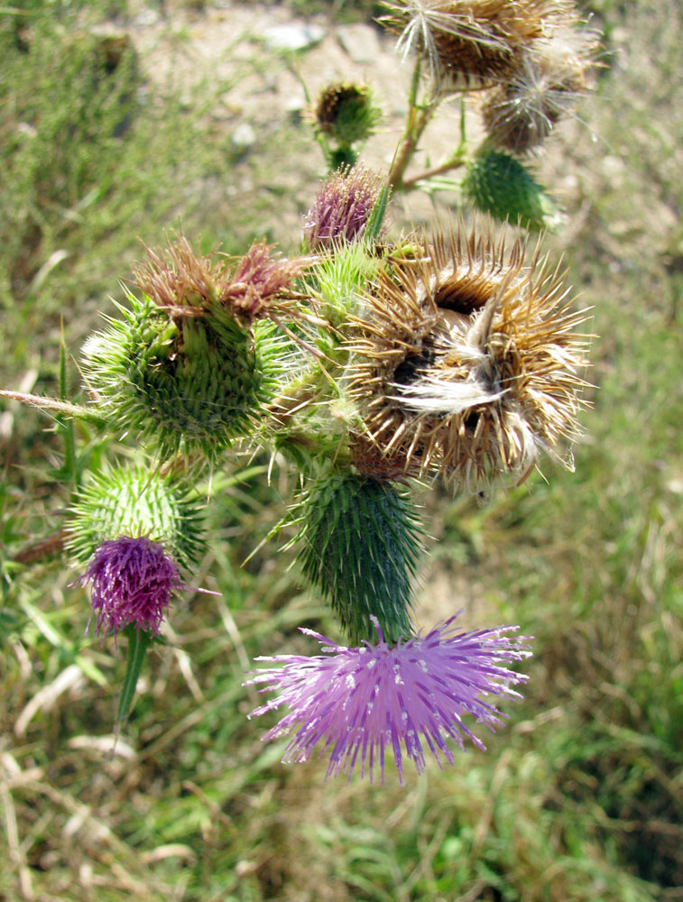 Изображение особи Cirsium vulgare.