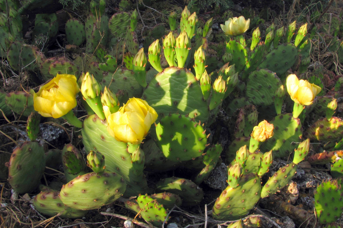 Изображение особи Opuntia humifusa.