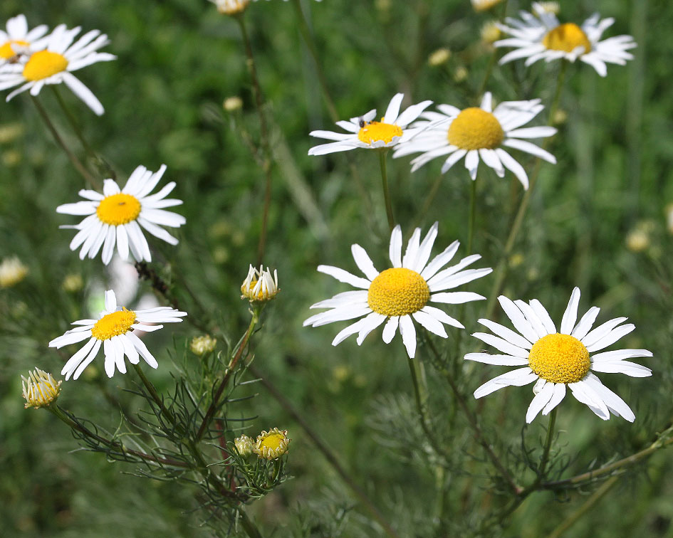 Image of Tripleurospermum inodorum specimen.