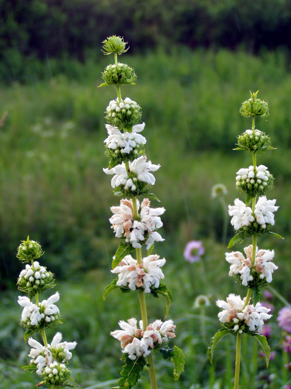 Image of Phlomoides tuberosa specimen.