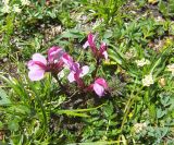 Pedicularis nordmanniana