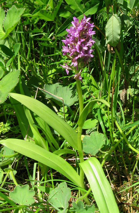 Изображение особи Dactylorhiza incarnata.