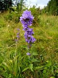 Campanula glomerata. Цветущее растение. Московская обл., Лотошинский р-н, окр. дер. Савостино. 06.07.2012.