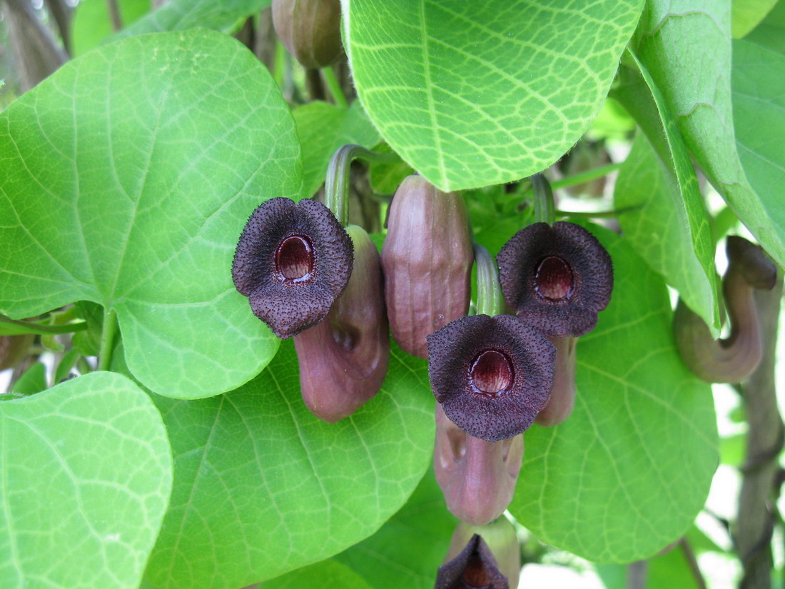 Изображение особи Aristolochia manshuriensis.