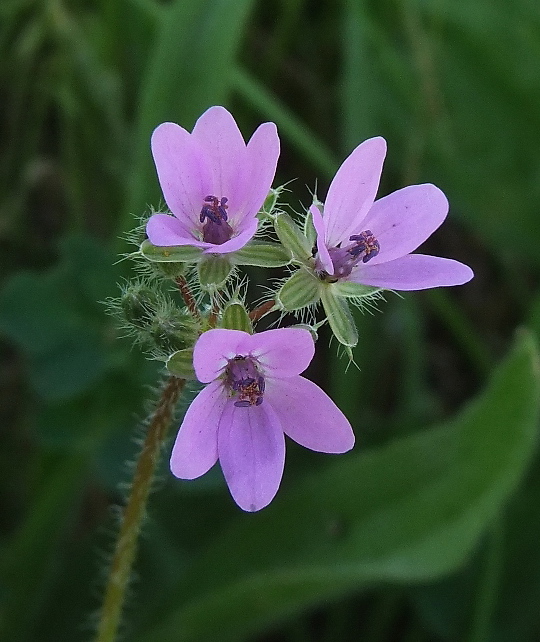 Изображение особи Erodium cicutarium.