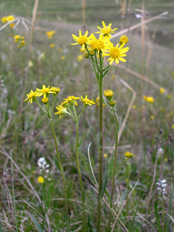 Image of Tephroseris integrifolia specimen.