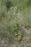 Lepidium latifolium