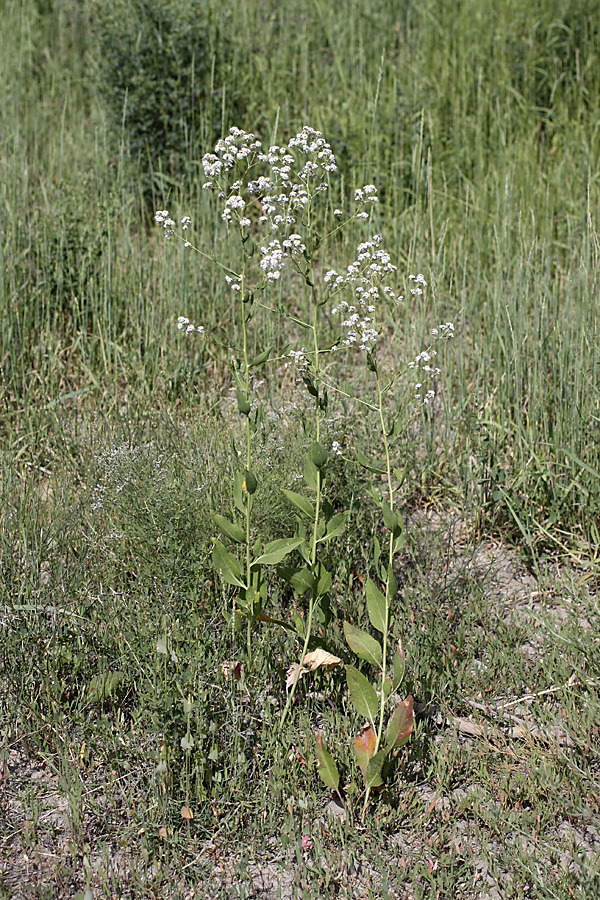 Изображение особи Lepidium latifolium.