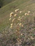 Carlina biebersteinii