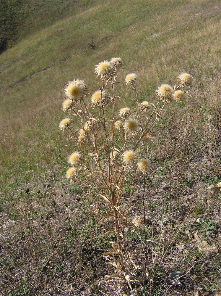 Изображение особи Carlina biebersteinii.