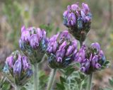 Oxytropis demidovii