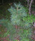 Pinus koraiensis. Молодое растение. Приморье, окр. Дальнегорска. 29.08.2006.