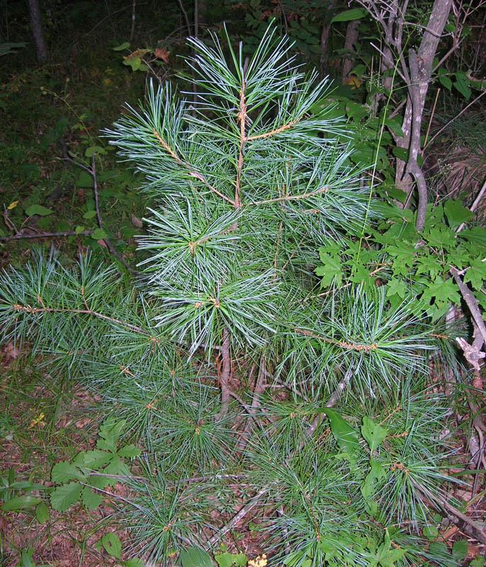 Изображение особи Pinus koraiensis.