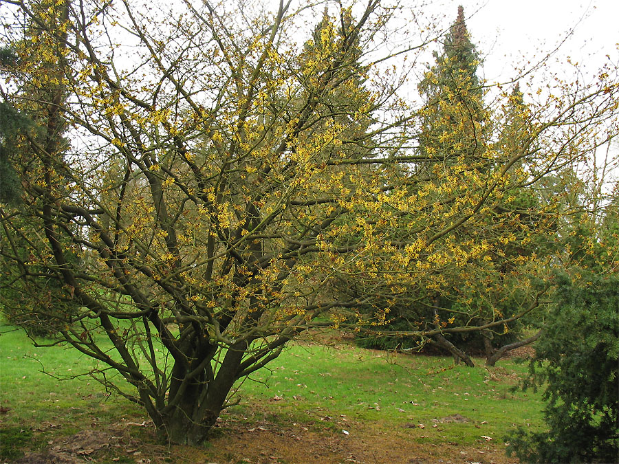 Изображение особи Hamamelis mollis.