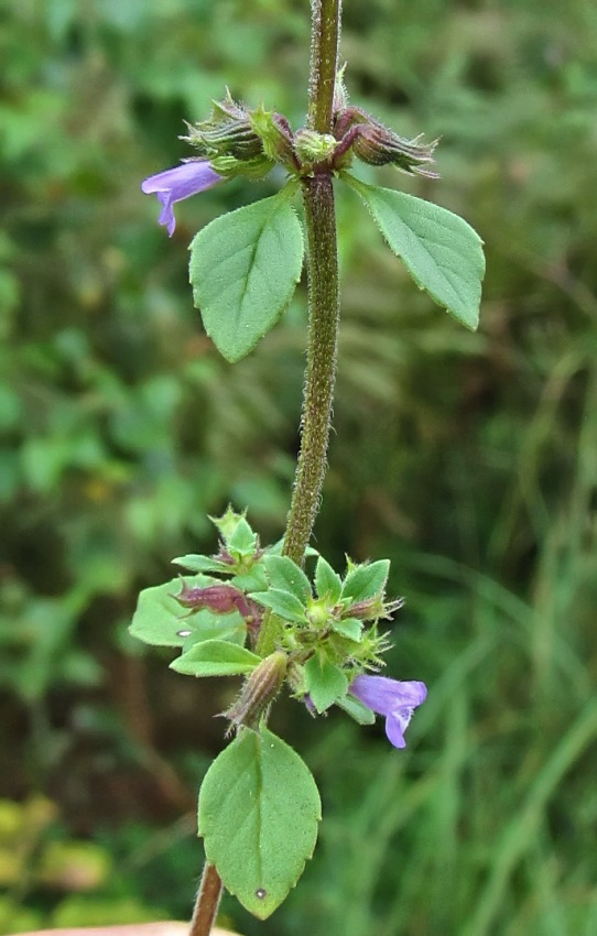 Image of Ziziphora acinos specimen.