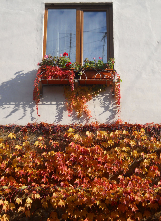 Image of Parthenocissus tricuspidata specimen.