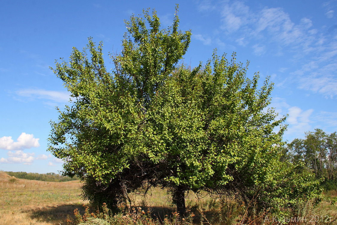 Image of Armeniaca vulgaris specimen.