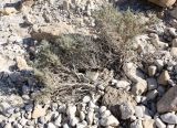 Anabasis articulata. Куст в каменистой пустыне. Израиль, побережье Мёртвого моря. 21.02.2011.