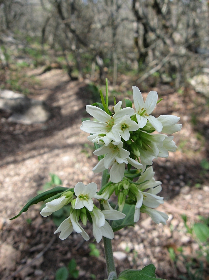 Изображение особи Arabis turrita.